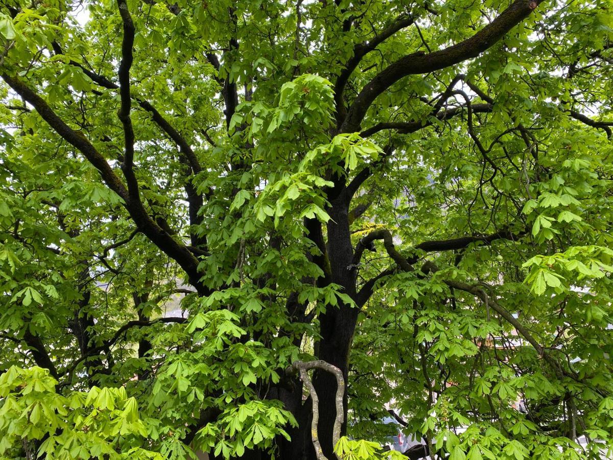 Green Corner Of Bovec - Apartment Bovec Eksteriør bilde